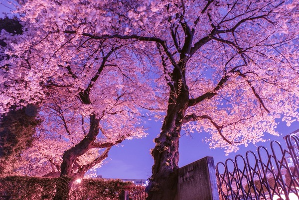 Cherry Blossom